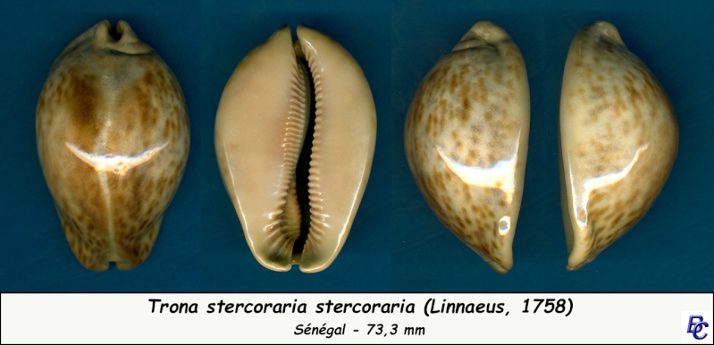 Trona stercoraria stercoraria - (Linnaeus, 1758) - Brune laiteuse claire Sterco10