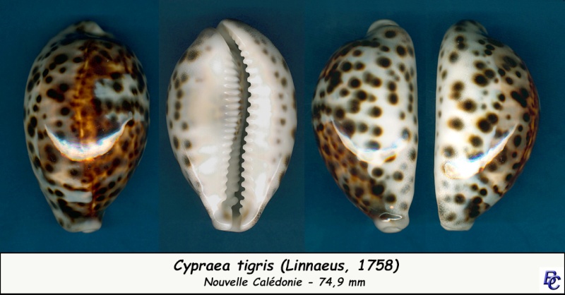 Cypraea tigris tigris - Linnaeus, 1758 - Page 11 Tigris13