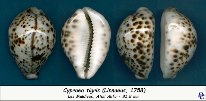 Cypraea tigris tigris - Linnaeus, 1758 - Page 11 Tigris14