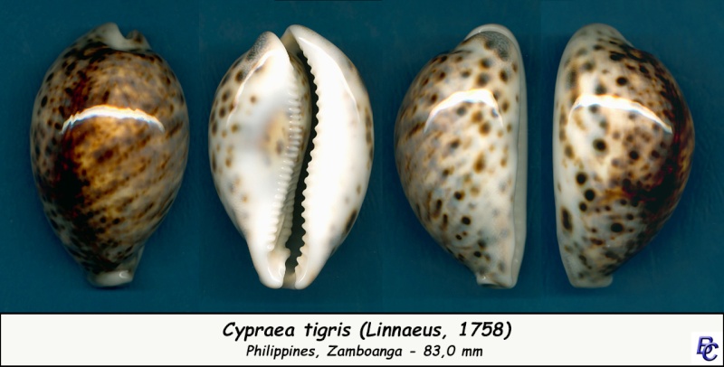Cypraea tigris tigris - Linnaeus, 1758 - Page 11 Tigris15