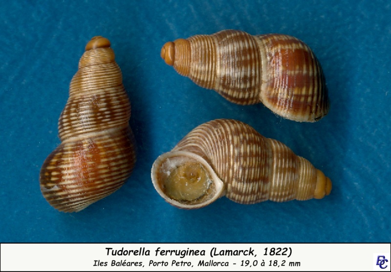 Tudorella ferruginea (Lamarck, 1822) Tudore10