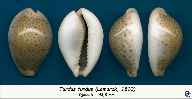 Naria turdus (Lamarck, 1810) - Page 3 Turdus10