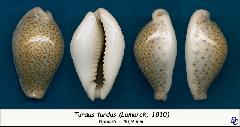 Naria turdus (Lamarck, 1810) - Page 3 Turdus11