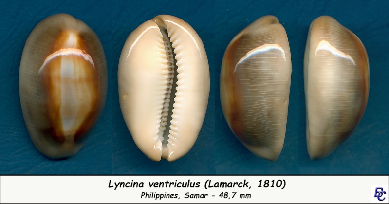 Lyncina ventriculus (Lamarck, 1810) Ventri10