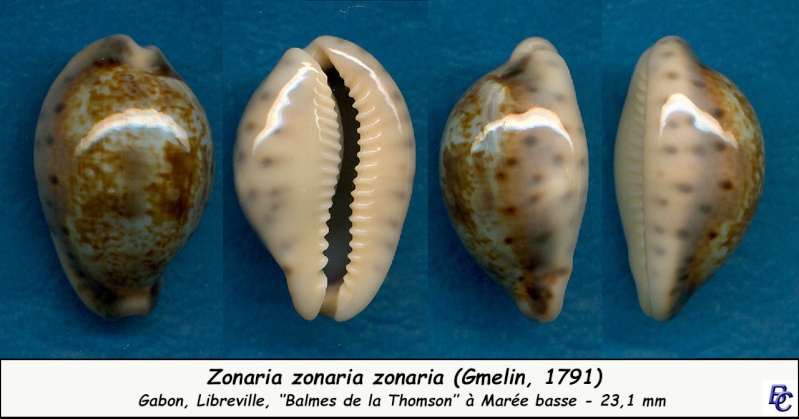 Zonaria zonaria (Gmelin, 1791) - Page 2 Zonari16