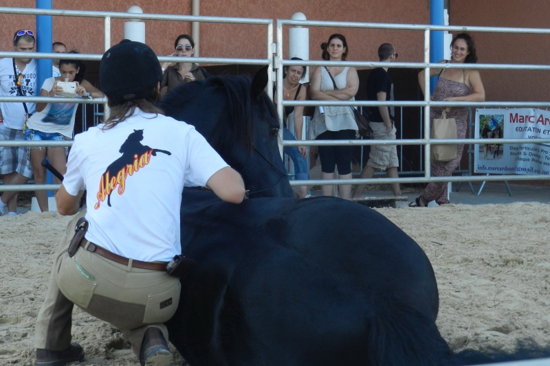 [2015] Salont Cheval Roi a Toulouse Dscn9210