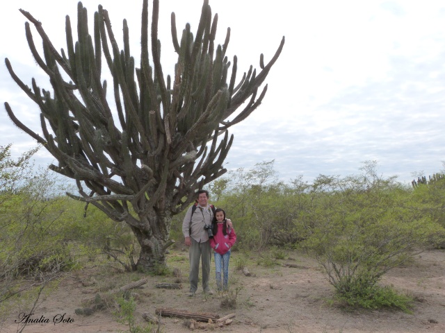 Los cactus en peligro de extincion. P1280810