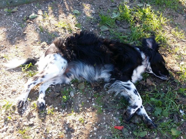 Canis - Paquito 12241310