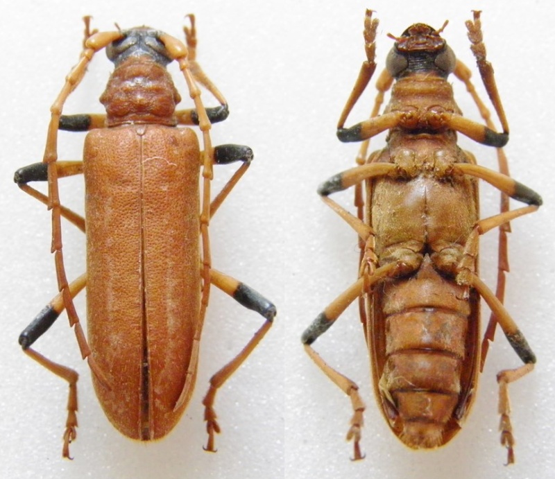 Cerambycinae du Cameroun 0410