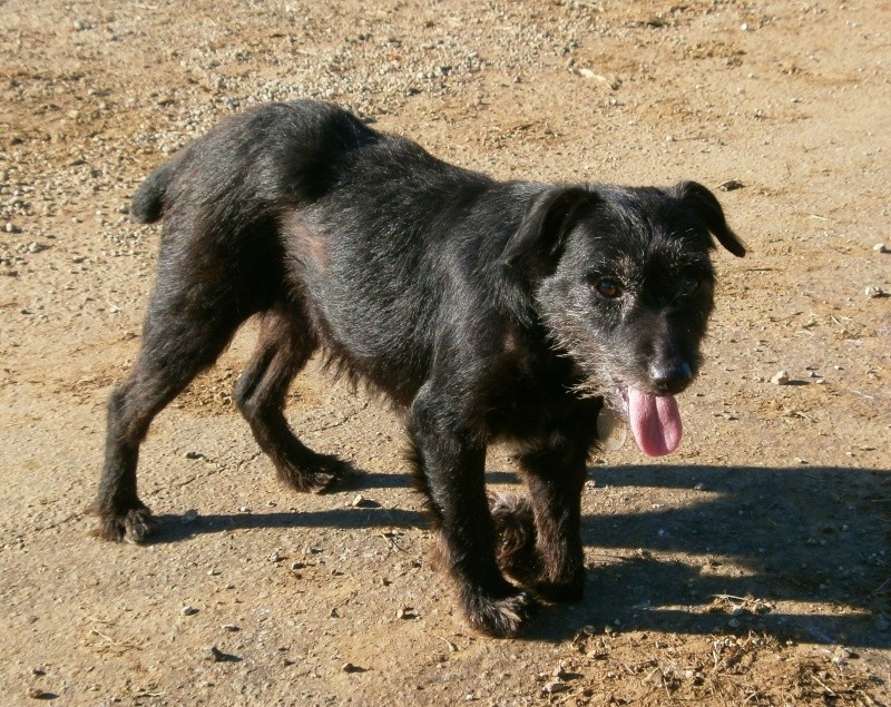  CHIENNE TYPE JAGD TERRIER 10 ANS RETIREE A SON MAÎTRE - Page 3 Pb020315