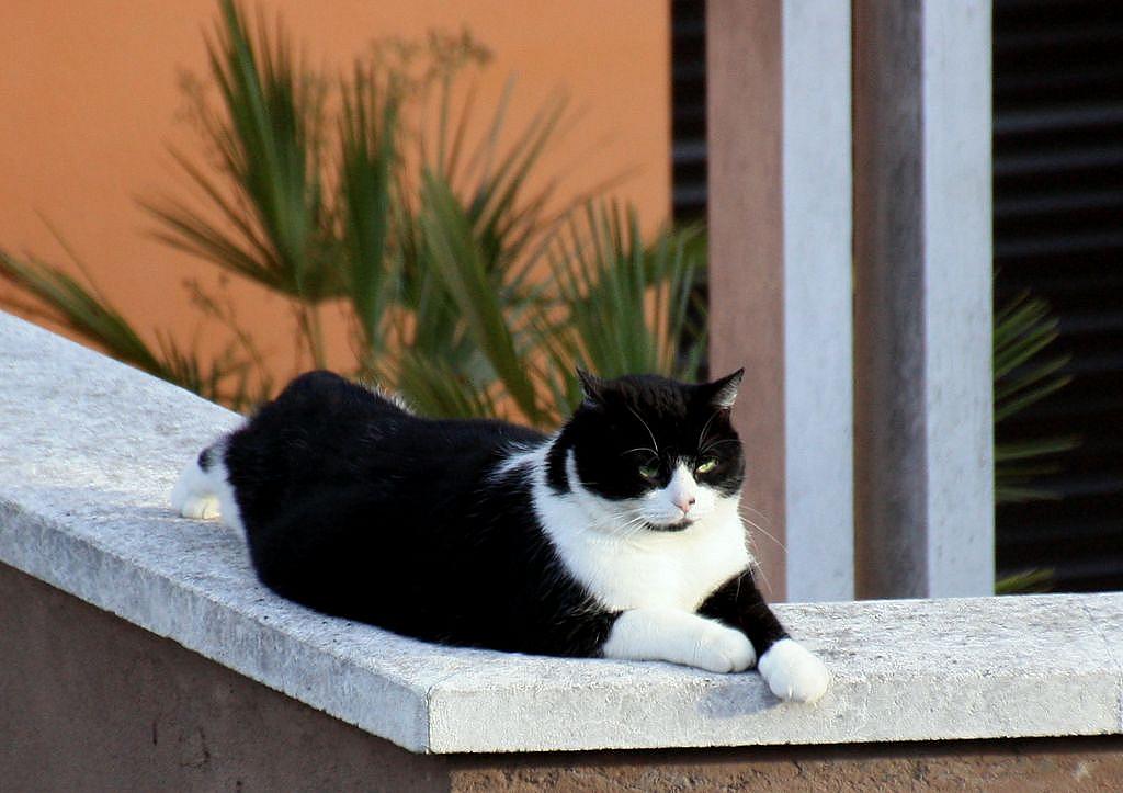 Guêpes - oiseaux du jardin et chats !  1-img_54