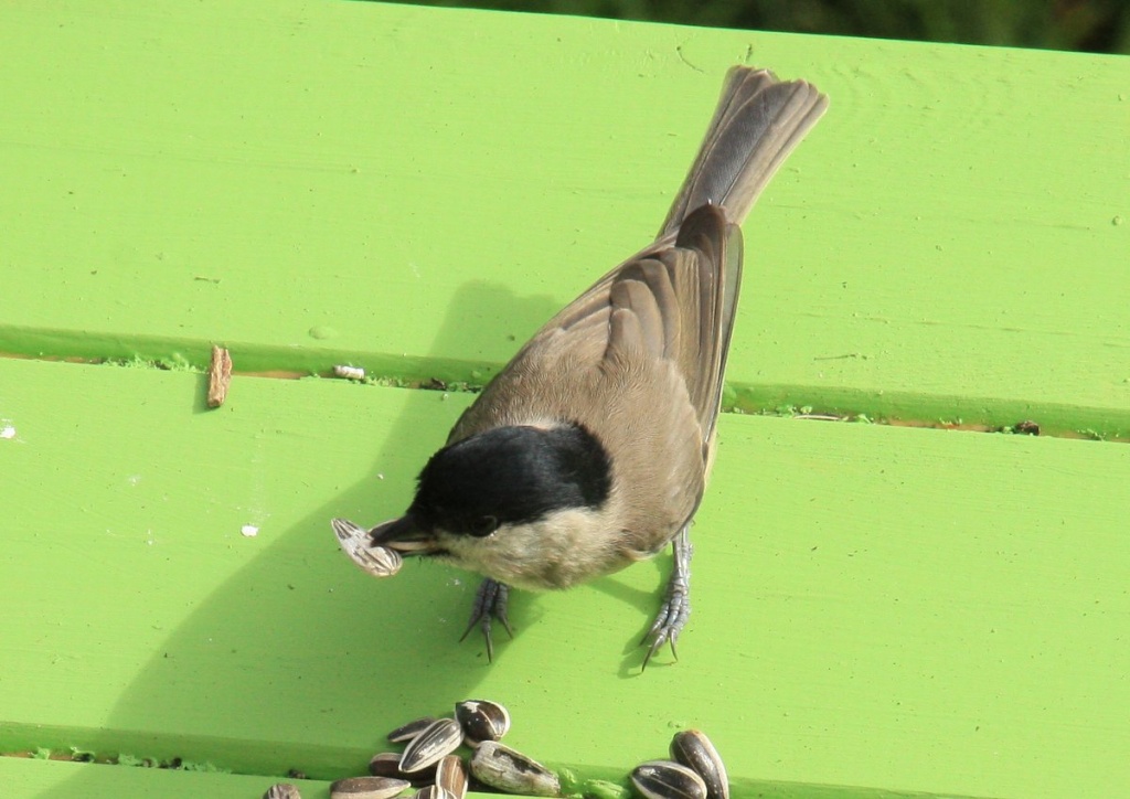 Guêpes - oiseaux du jardin et chats !  - Page 2 1-img_75