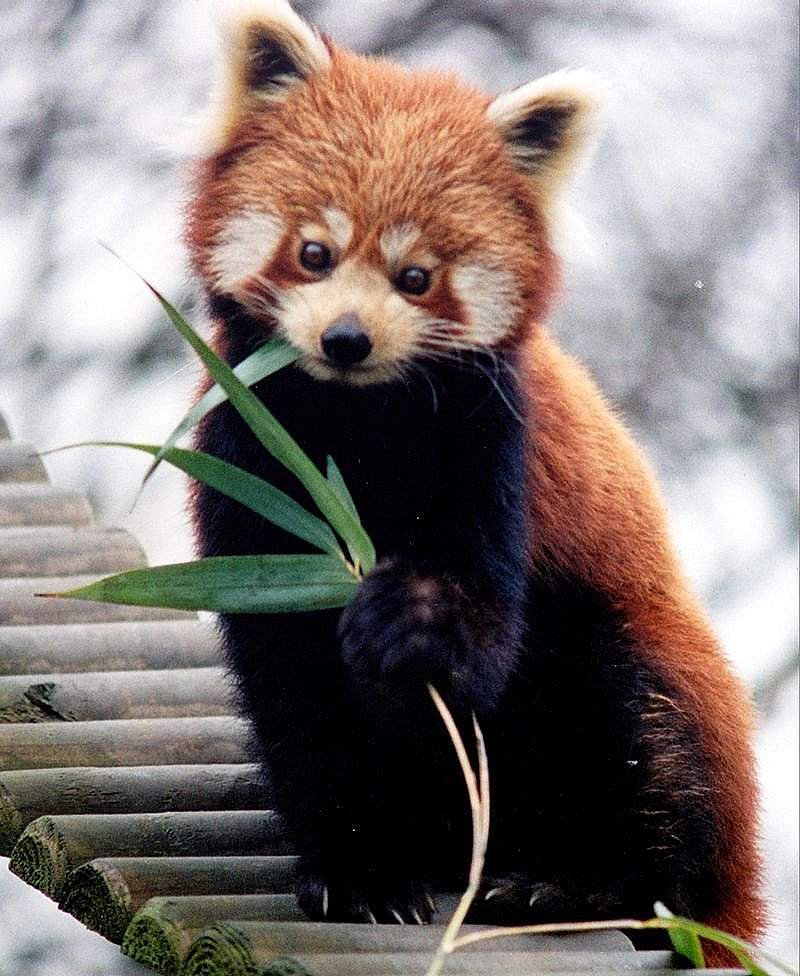 Le panda roux, petit-ours-chat   1-pand10