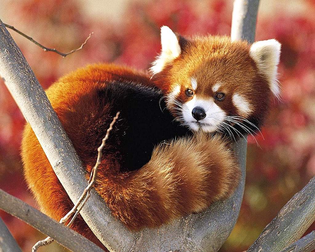 Le panda roux, petit-ours-chat   1-pand11