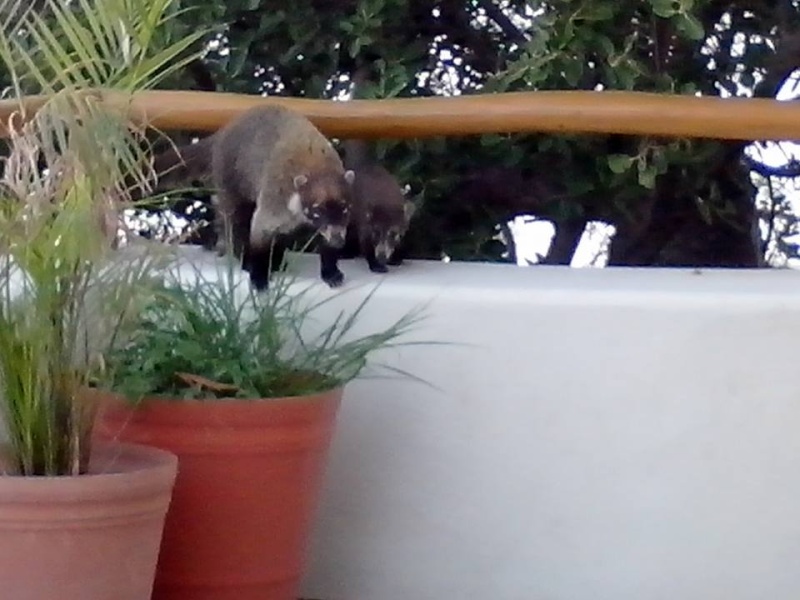 Coatimundi's 12047010