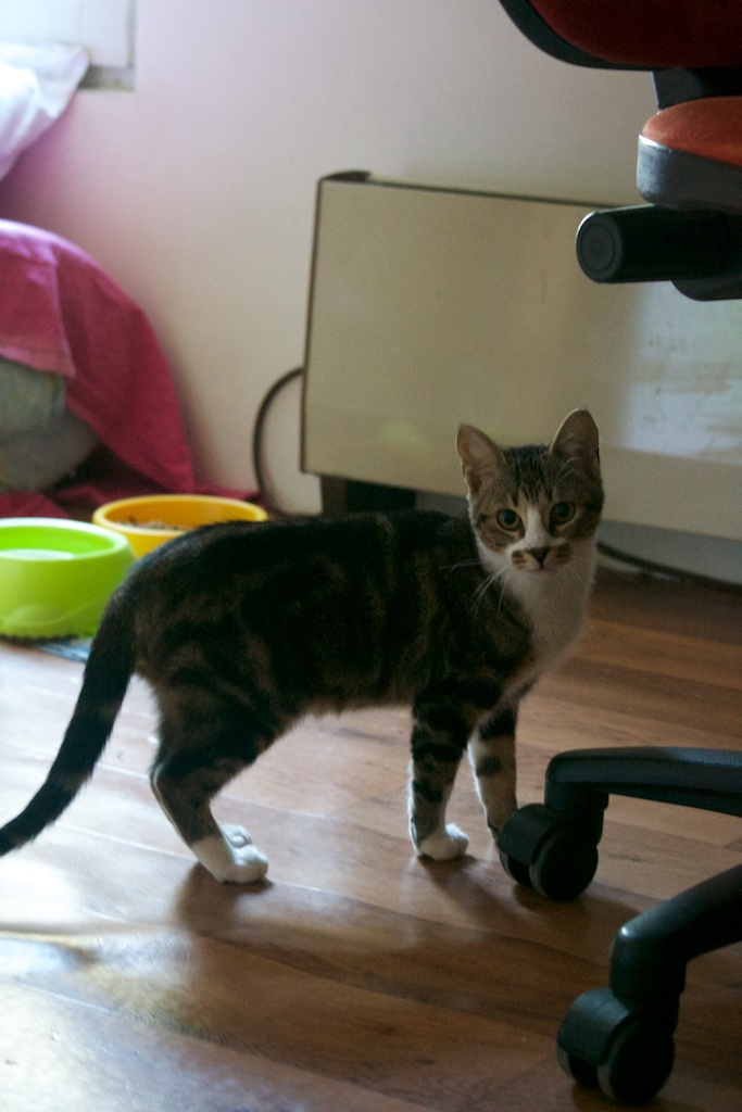 URGENT - Recherche prise en charge asso/refuge pour 5 chatons d'un site de chats libres (Bretagne - 35) Dsc_0132