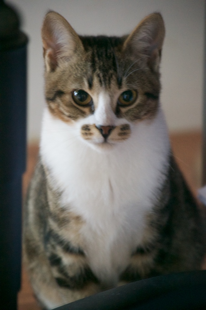 URGENT - Recherche prise en charge asso/refuge pour 5 chatons d'un site de chats libres (Bretagne - 35) Dsc_0133