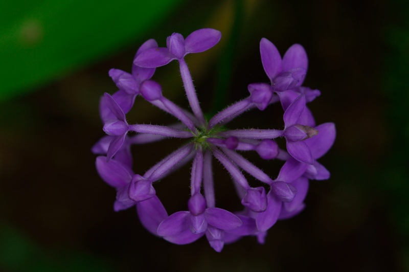 Arnottia mauritiana Dsc_6512