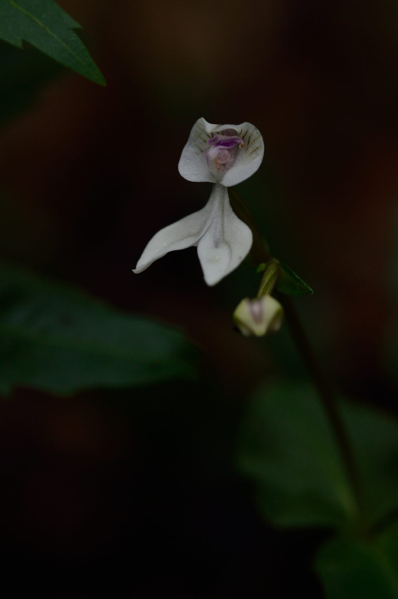 Disperis oppositifolia Dsc_7910