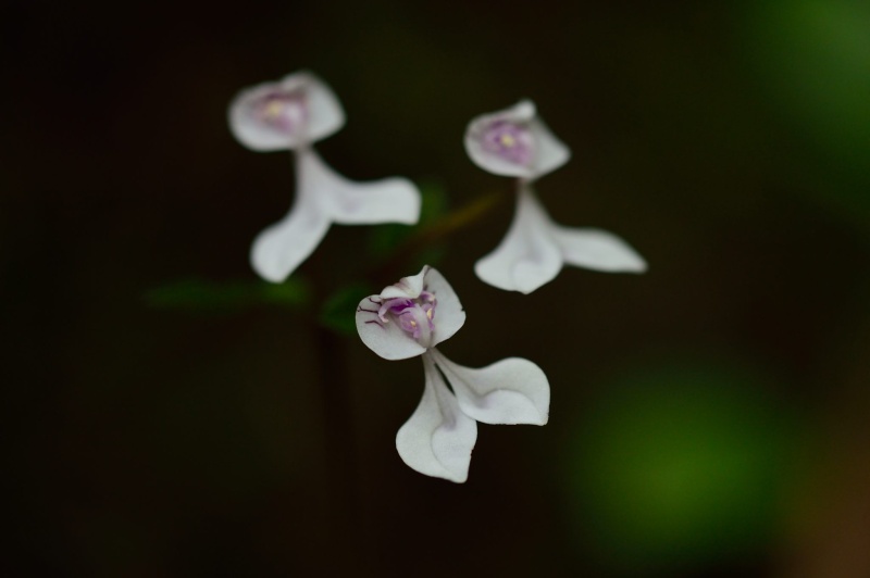 Disperis oppositifolia Dsc_7911