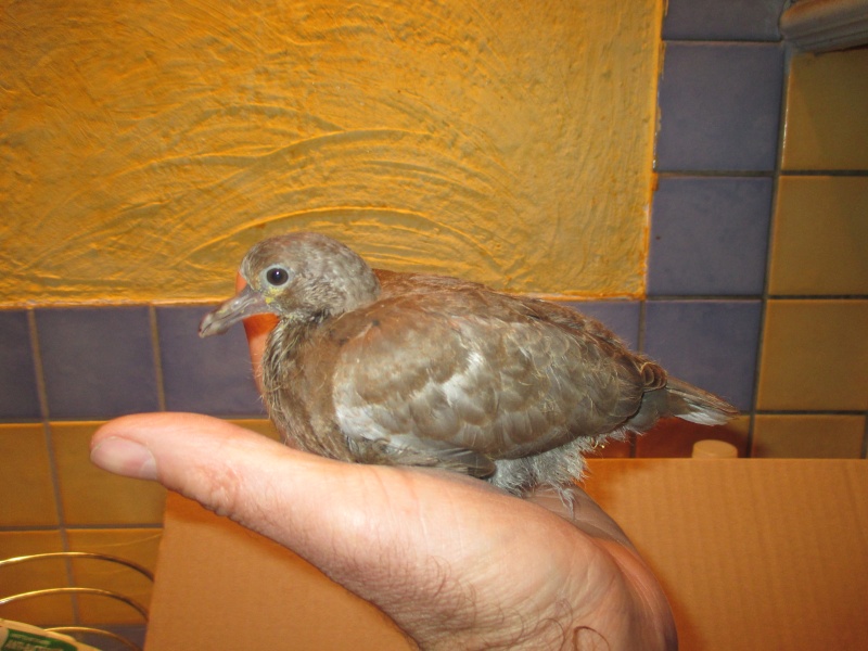 trouve - trouvé bébé tourterelle turque ?  Pigeon10