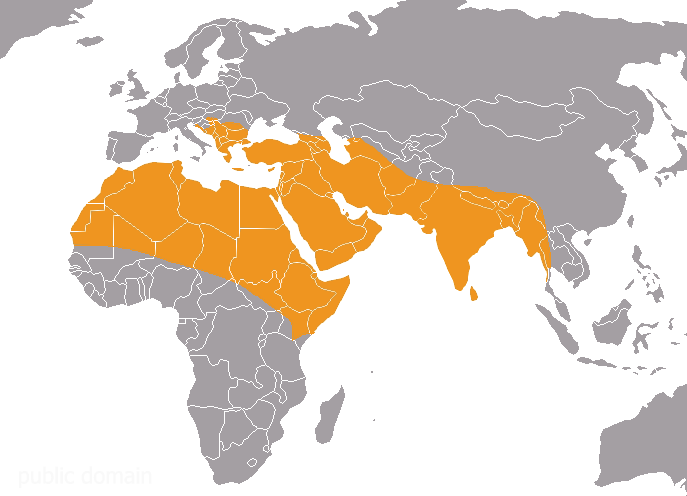 [Zoologie - Mammifère] Le chacal doré serait arrivé au Danemark (septembre 2015) World_10