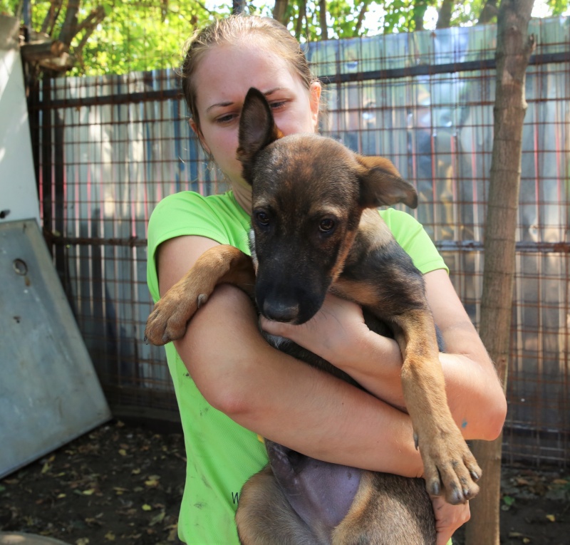 Hugo / Vladou - chiot adorable, né en mai 2015 - Adopté ! Hx9a5930