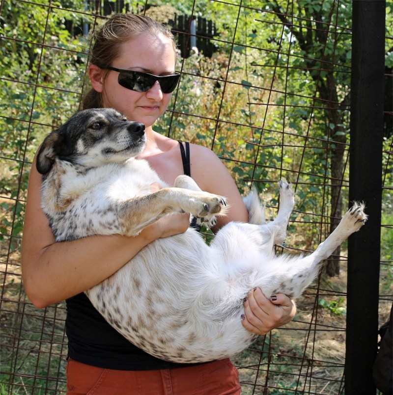 Titza, chienne de taille moyenne, née en 2011 Titza310