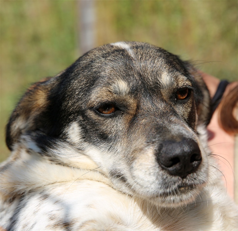 Titza, chienne de taille moyenne, née en 2011 Titza510