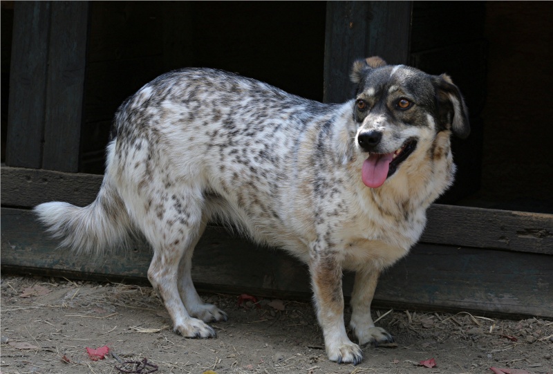 Titza, chienne de taille moyenne, née en 2011 Titza810