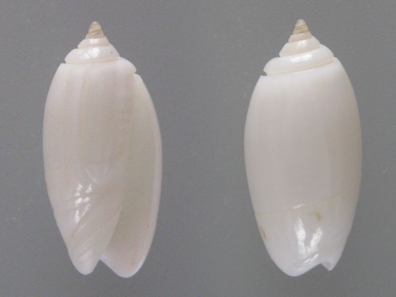 Olividae - Olivinae : Strephonella undatella equadoriana (Petuch & Sargent, 1986) - Worms = Oliva undatella Lamarck, 1811 Img_0812