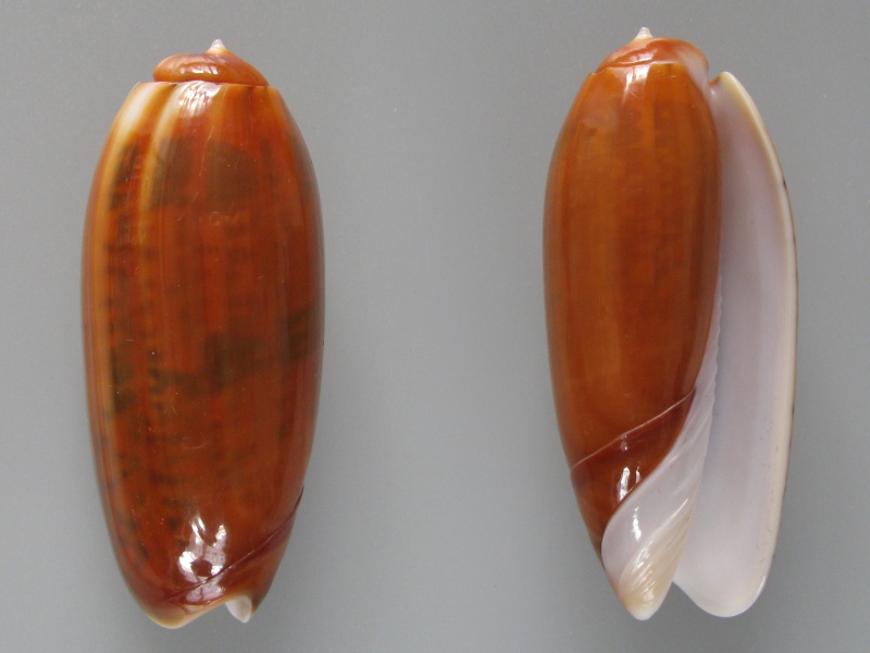 Miniaceoliva irisans f. cryptospira (Ford, 1891)  Img_8315