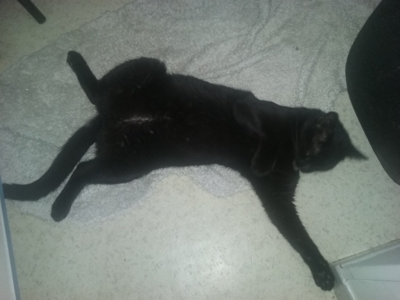 JESPER, chaton mâle noir "smoke", né le 25/04/14 Jesper13