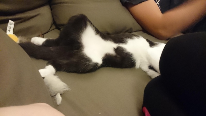 LASCAR chaton noir et blanc, né le 01/06/2015 Lascar10