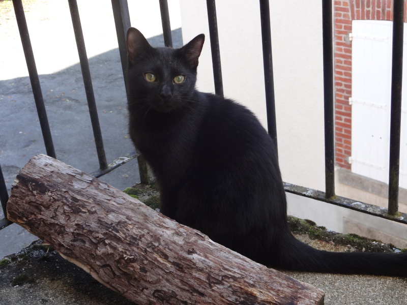 (23) Looping - chat mâle noir de 6 mois - adopté par Justine ! Dsc05511