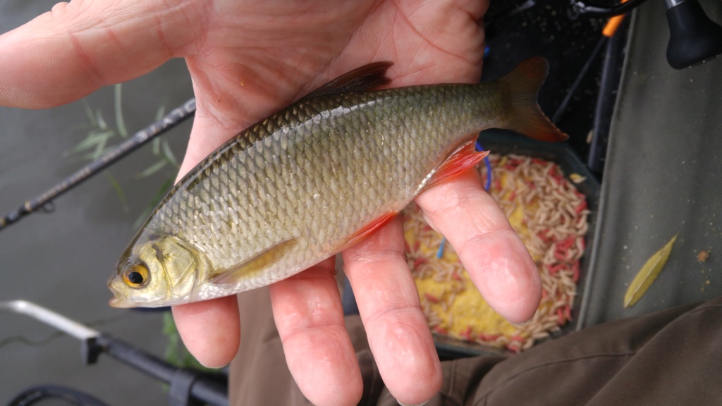 Pêche au blanc - Page 6 20201021