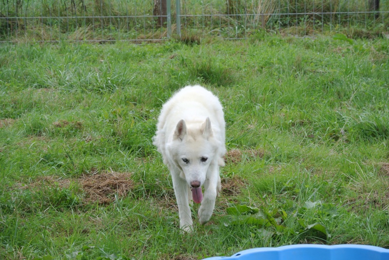 Orca, Husky, âgée de 14 ans née 20 Décembre 2000, Eden Valley ASSO39 - Page 5 Dsc_8414