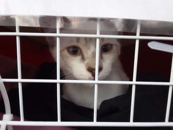 Arrivée du 3 juin 2021 une belle invasion de Chats !! 219