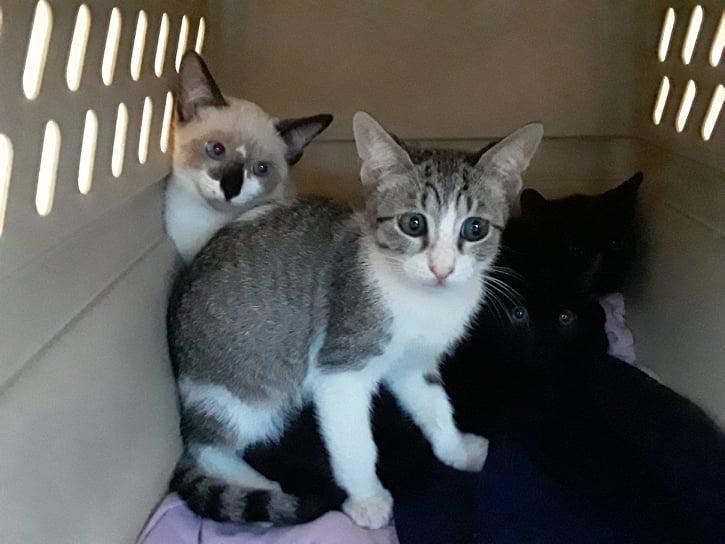 Arrivée du 3 juin 2021 une belle invasion de Chats !! 512
