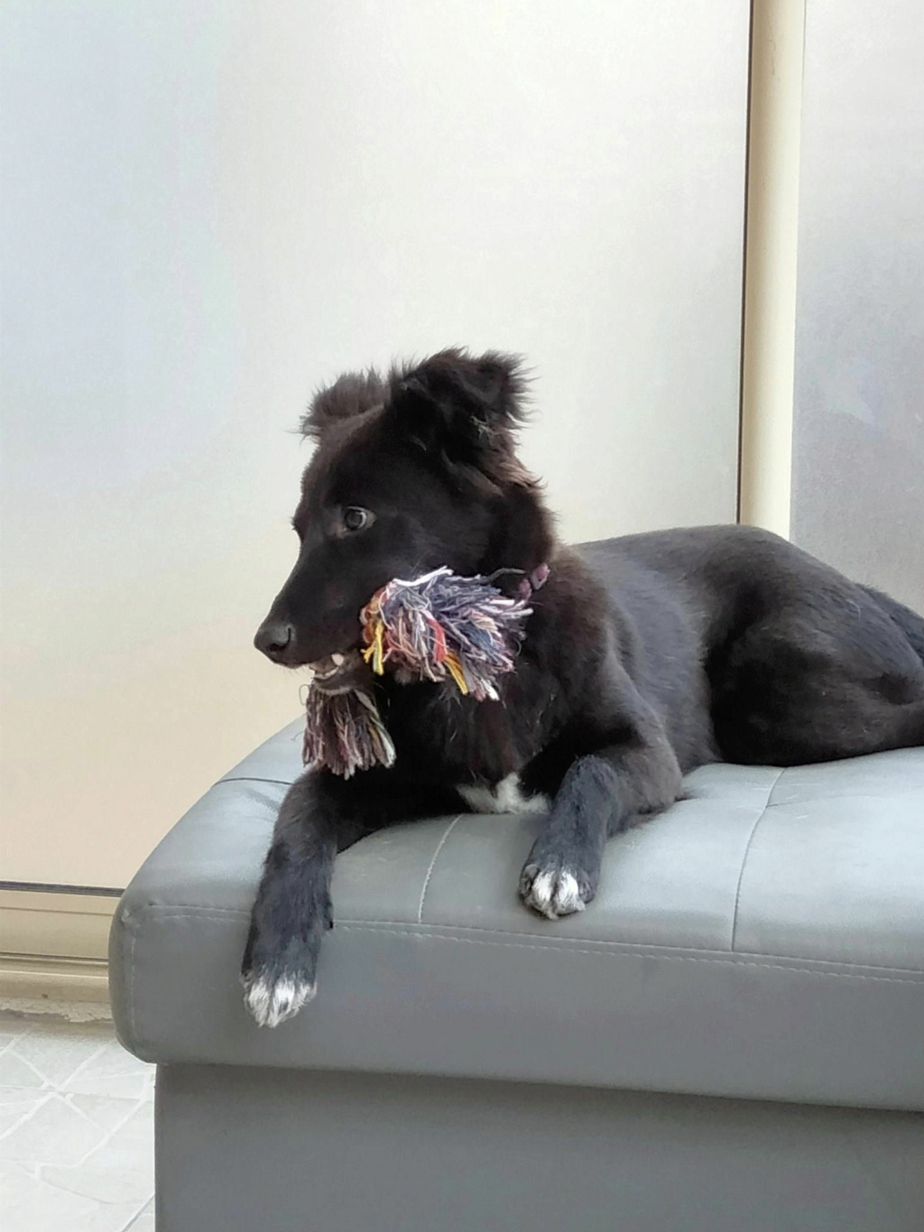 TONKA, chiot mâle noir de 10 mois pour 15 Kg - Marrainé par Phoemo T110