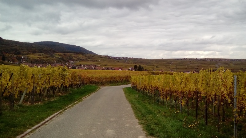 Couleurs d'automne sur le vignoble alsacien hier... Dsc_2712