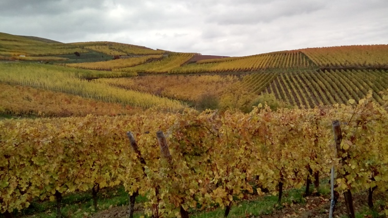 Couleurs d'automne sur le vignoble alsacien hier... Dsc_2713