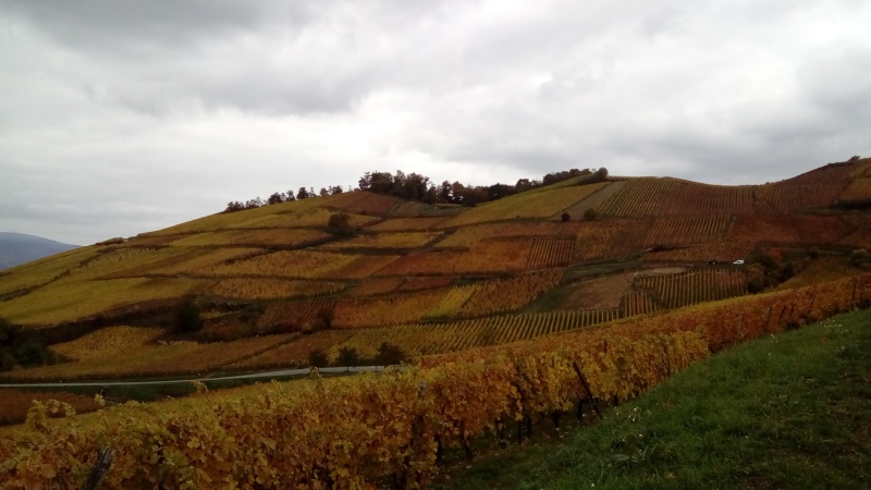 Couleurs d'automne sur le vignoble alsacien hier... Dsc_2714