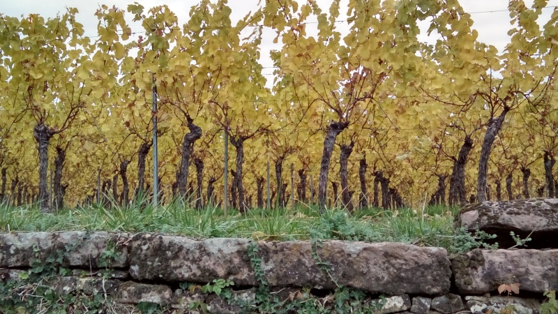Couleurs d'automne sur le vignoble alsacien hier... Dsc_2717