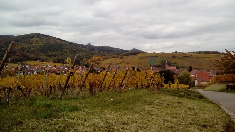 Couleurs d'automne sur le vignoble alsacien hier... Dsc_2718