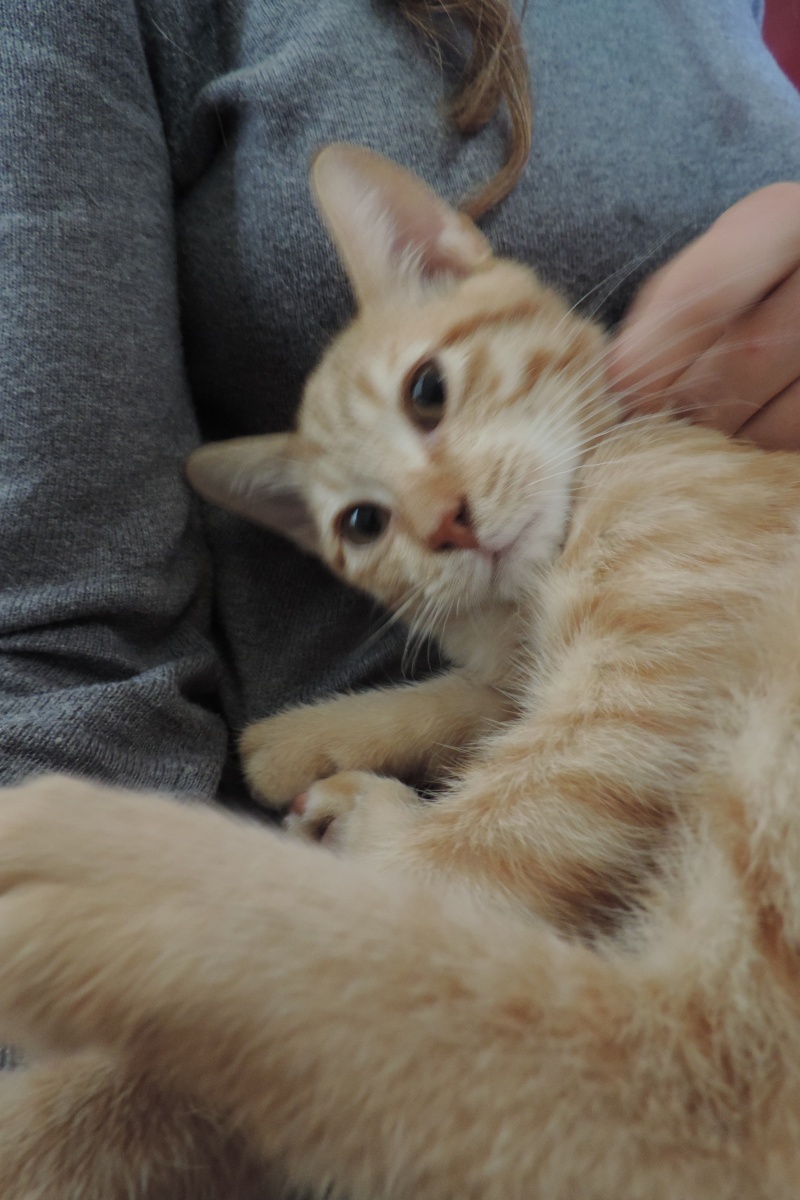 Gongolo, chaton roux, né mi-mai 2015 (poste adoption déplacé) Dscn6110