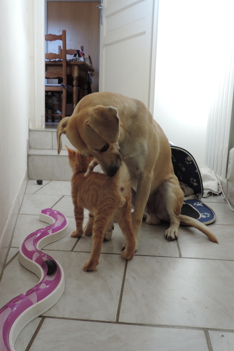 Gongolo, chaton roux, né mi-mai 2015 (poste adoption déplacé) Dscn6112