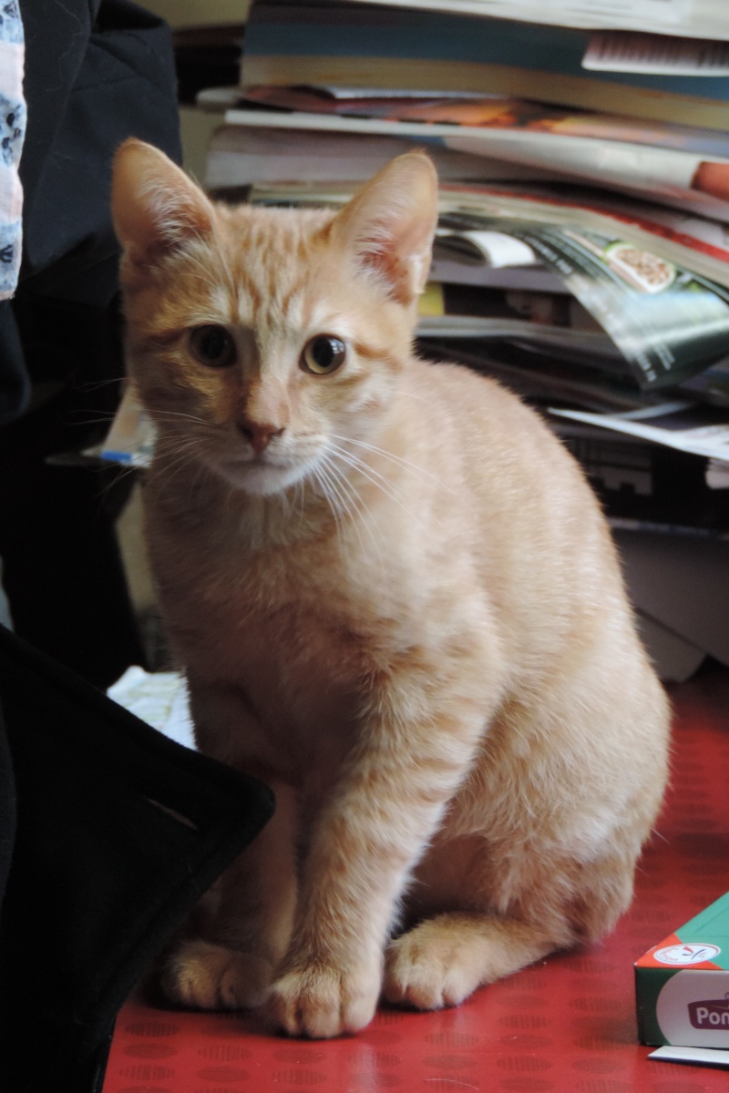 Gongolo, chaton roux, né mi-mai 2015 (poste adoption déplacé) Dscn6113