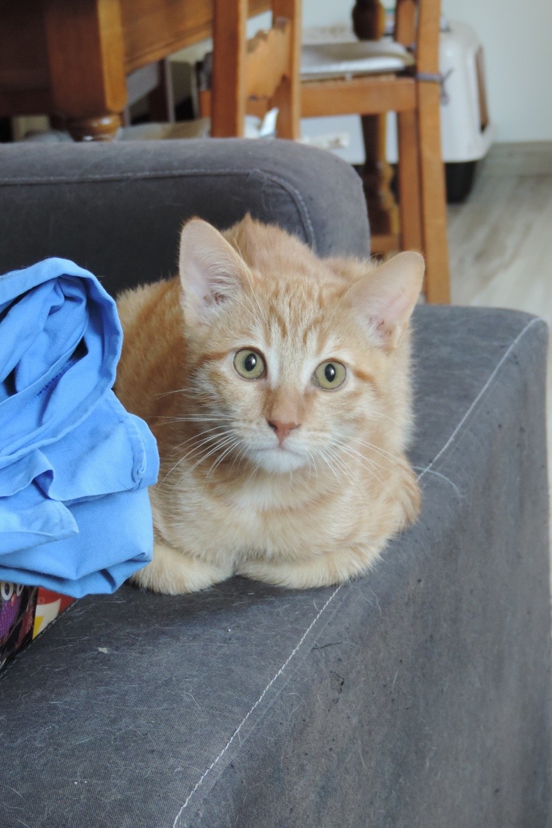 Gongolo, chaton roux, né mi-mai 2015 (poste adoption déplacé) Dscn6117