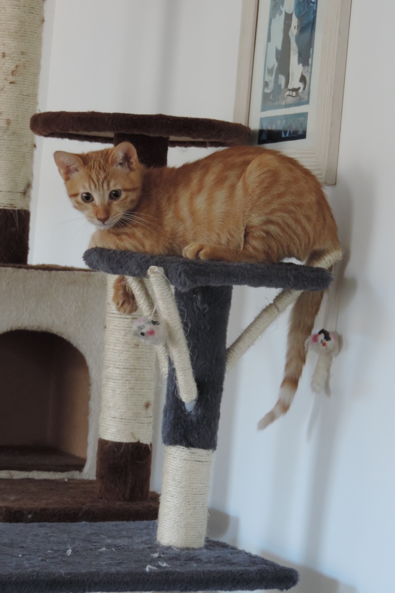 Gongolo, chaton roux, né mi-mai 2015 (poste adoption déplacé) Dscn6211